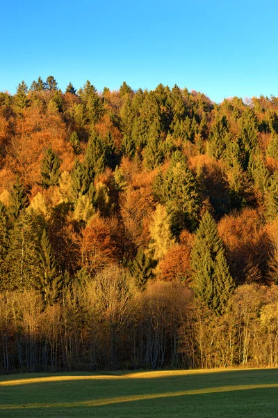 Herbstlicher Wald bei Sonnenuntergang - Trentino Italien — Stockfoto