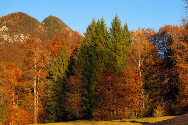 Herfst bos bij zonsondergang - Trentino Italië — Stockfoto