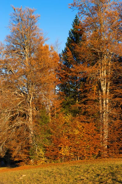 Herfst bos bij zonsondergang - Trentino Italië — Stockfoto