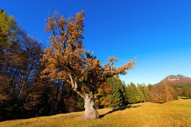 Sonbaharda yaşlı meşe ağacı