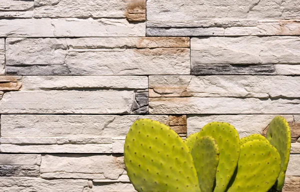 Cactus verde su pietre da parete bianche — Foto Stock
