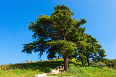 Lübnan Cedars - cedrus sediri