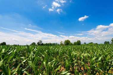 Yeşil mısır tarlası