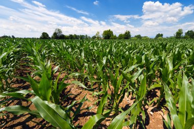 Yeşil mısır tarlası