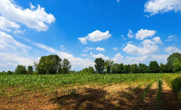 Campo de maíz verde — Foto de Stock