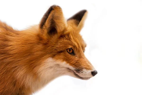 Hoofd van Red Fox geïsoleerd op wit — Stockfoto