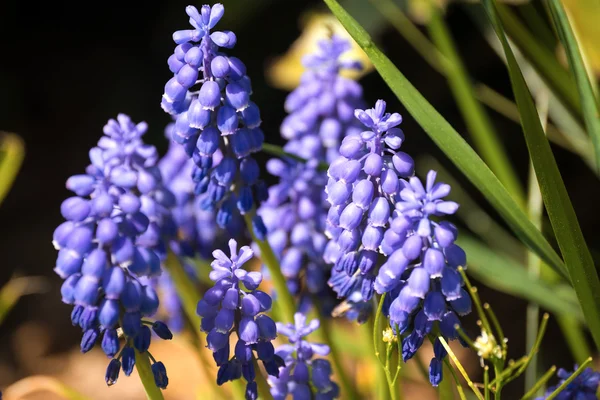 Μπλε Υάκινθος σταφυλιών - Muscari Armeniacum λουλούδια — Φωτογραφία Αρχείου