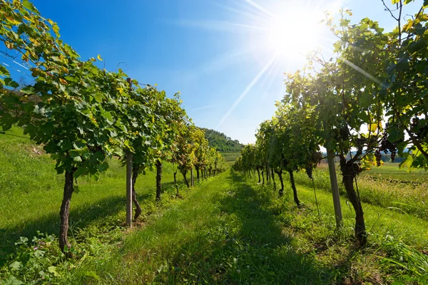 Italské vinice s paprsky slunce — Stock fotografie