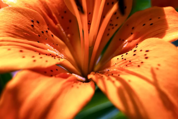 オレンジ色のユリの詳細 — ストック写真
