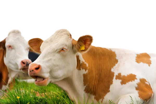 Коричневые и белые коровы, изолированные от белых — стоковое фото