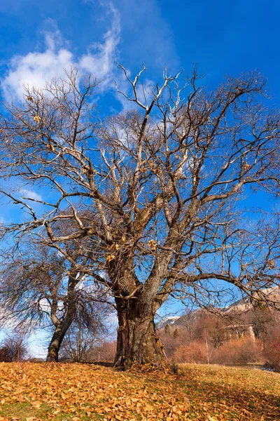 Châtaigniers en hiver — Photo