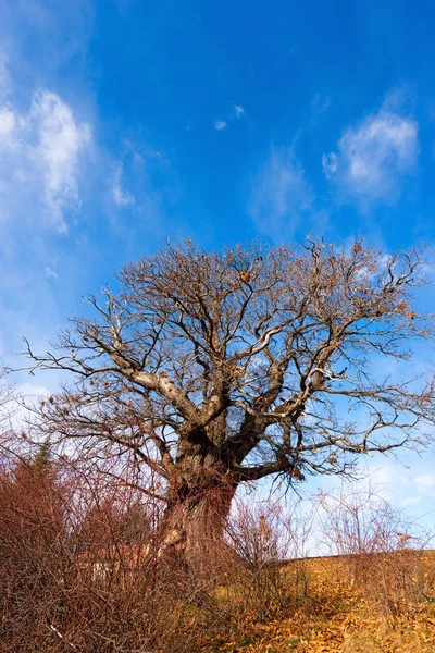 Kastanienbaum im Winter — Stockfoto