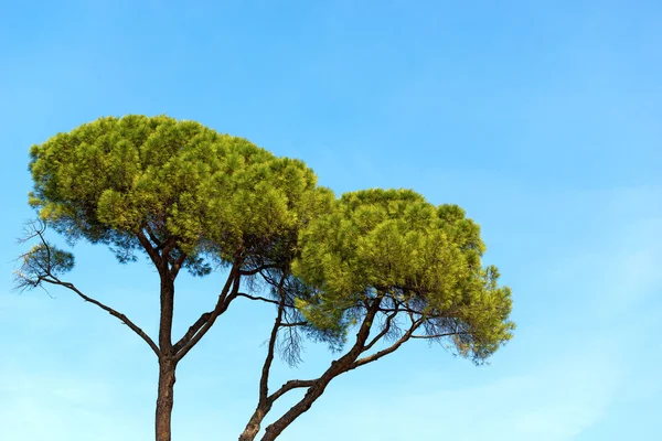 Pinheiro Marítimo no Céu Azul — Fotografia de Stock