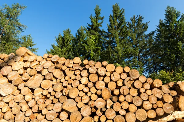 Troncos de madera con bosque sobre fondo — Foto de Stock