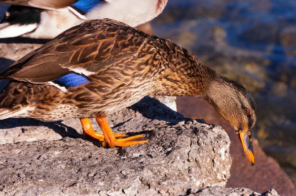 Kvinnliga gräsand — Stockfoto