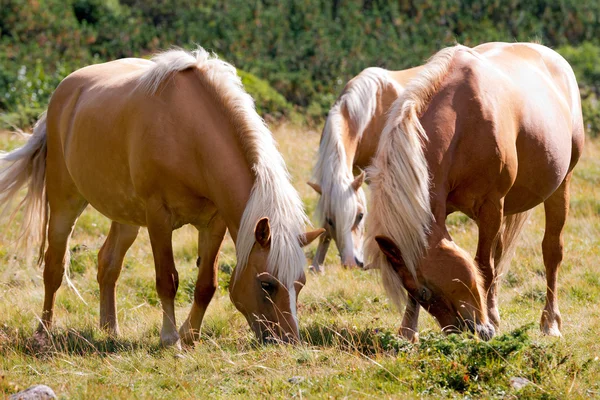 Cavalos selvagens - Parque Nacional de Adamello Brenta — Fotografia de Stock