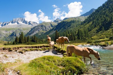 At nalı içinde Milli Parkı, Adamello Brenta - İtalya
