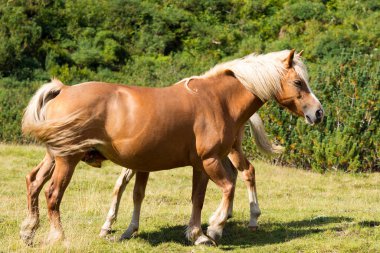 Kahverengi ve beyaz Mare tayı ile