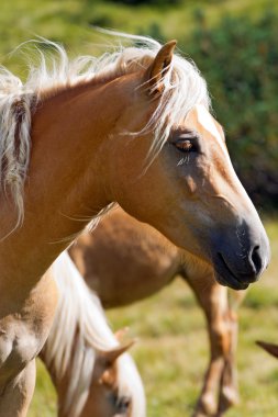 Kahverengi ve beyaz at başkanı
