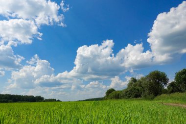 Yeşil çimenli çayır ve bulutlu mavi gökyüzü
