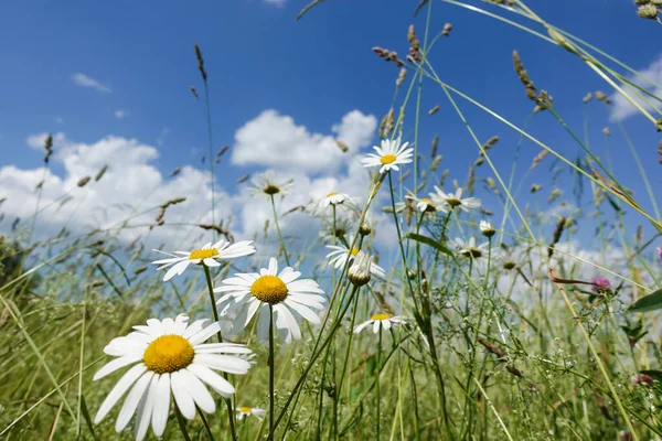 Grupp Prästkragar Ängen Sommardag Stockbild