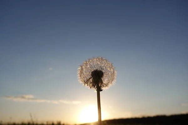 Dandelions in meadow at red sunset. Against the backdrop of the setting sun