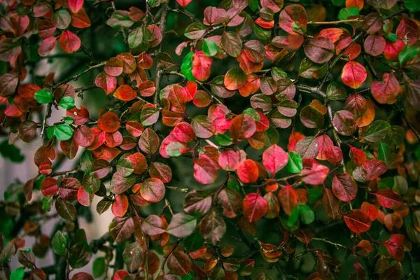 Weihnachten Kleines Rotes Blatt Hintergrund — Stockfoto