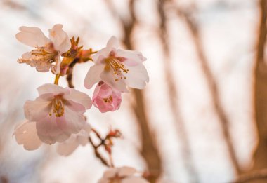 Kayısı bahar zamanı çiçek açar. Beyaz çiçek ağacı. Makro sıcak renk arkaplanı. Pembe ton. 