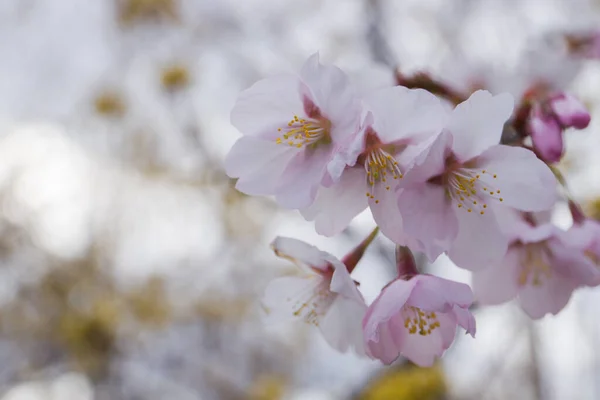 Fleurs Arbre Abricot Fleurit Printemps Arbre Fleurs Blanches Macro Couleur — Photo