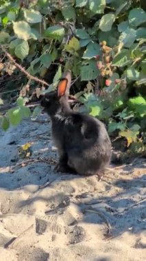 Genç siyah dekoratif tavşan böğürtlen yiyor ve güneşin tadını çıkarıyor. Evcil tavşanlar Jericho Sahili, Vancouver, Kanada 'da yaşıyor