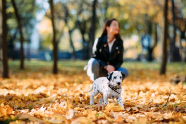 Dalmaçyalı köpek yavrusu sonbahar parkında yürürken düşmüş sarı yapraklarla koşar..