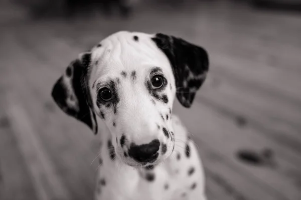 Puppy Van Dalmatian Hond Zit Houten Vloer Kamer Zwart Wit — Stockfoto