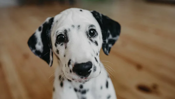 Filhote Cachorro Cão Dálmata Senta Chão Madeira Quarto — Fotografia de Stock