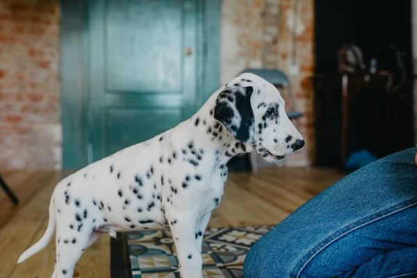 Chiot Chien Dalmate Tient Près Jambe Homme Dans Chambre — Photo