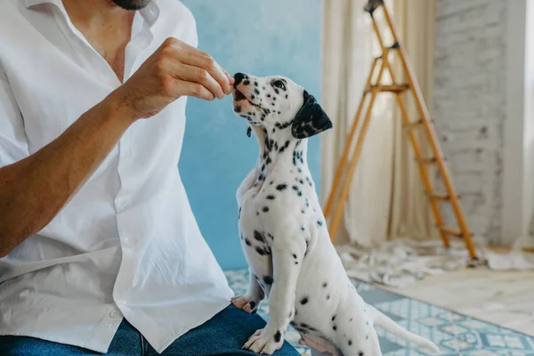 Man Feeds Puppy Dalmatian Dog Room — Stock Photo, Image