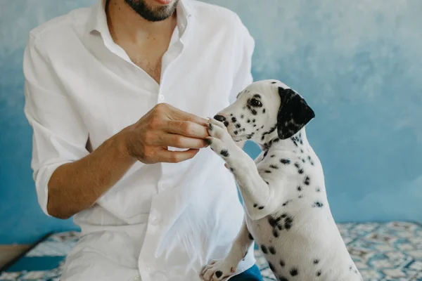 Man Feeds Puppy Dalmatian Dog Room — Stock Photo, Image