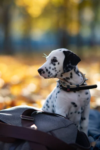 Welpe Eines Dalmatinerhundes Sitzt Beim Gassigehen Herbstpark Auf Der Decke — Stockfoto