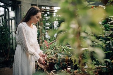 Genç kadın portakallı kaktüslerle ilgileniyor..