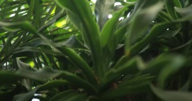 Seradaki tropik bitkilerin yakın yeşil yaprakları. Kamera ileri alınıyor.