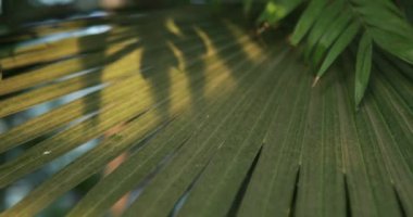 Yakın çekim, gölgeli yeşil palmiye yaprağı. Kamera ileri alınıyor.
