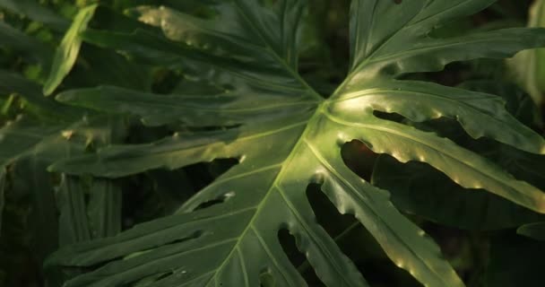 Fechar Folhas Verdes Esculpidas Plantas Tropicais Estufa Movendo Câmera Para — Vídeo de Stock