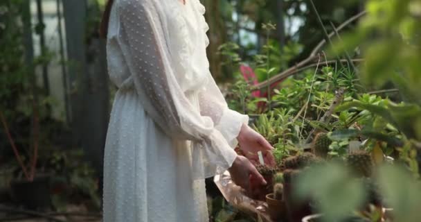 Junge Frau Weißen Kleid Pflegt Topfkakteen Orangerie — Stockvideo