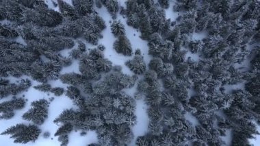 İnsansız hava aracı Karpatlar 'da kış mevsiminde karla kaplı kozalaklı ormanlara bakıyor..