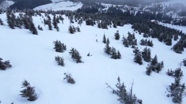 İnsanlar kozalaklı ağaçların arasında karlı yamaçlarda snowboard yapıyorlar. İHA ateşi.