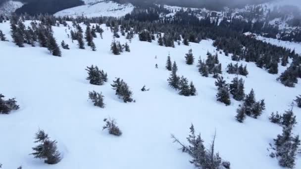 Les Gens Font Snowboard Sur Pente Enneigée Parmi Les Conifères — Video