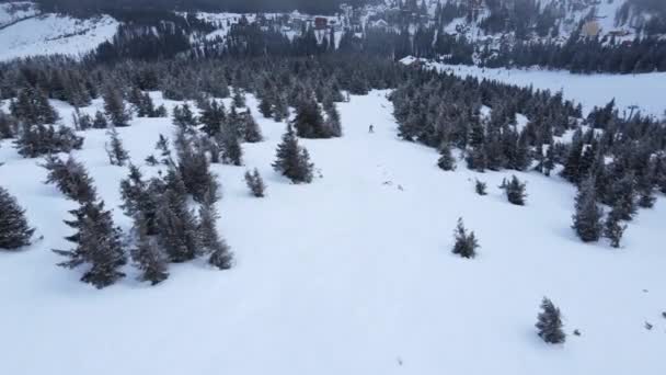 Nsanlar Kozalaklı Ağaçların Arasında Karlı Yamaçlarda Snowboard Yapıyorlar Ateşi — Stok video