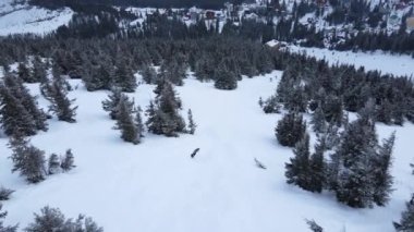İnsan snowboard yapar ve ağaçların arasında, karlı yamaçlarda numaralar yapar. İHA ateşi. 