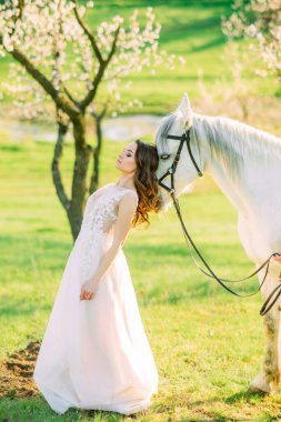 Bahar bahçesinde beyaz at başına yaslanmış uzun beyaz elbiseli gelin çiçek açan kayısı ağaçlarının arka planında.
