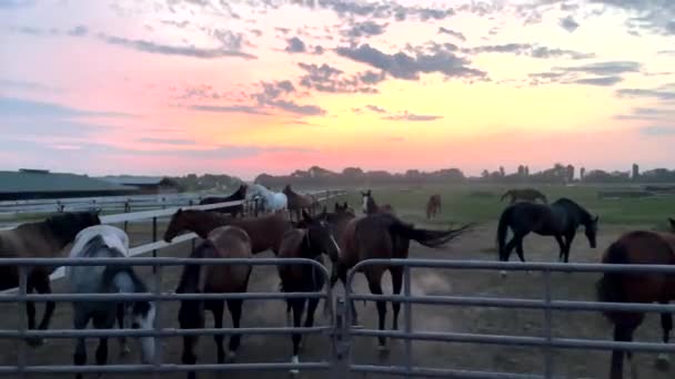 Koně Stádo Chůze Pastvině Ohradě Pozadí Západu Slunce Oblohy — Stock video