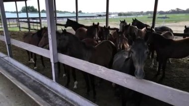 Binicilik kulübünün otlaklarında atlar gölgeliğin altında duruyor ve kameraya bakıyorlar..